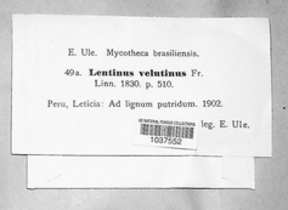 Lentinus velutinus image